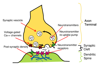 synapse illustration
